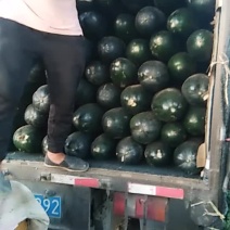 吊冬瓜，地冬瓜