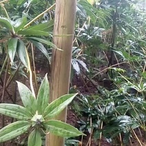 出些干重楼，统货，精选都可以，价格商议