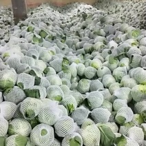 精品包包菜