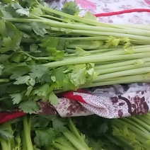 毛芹