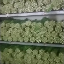 精品毛芹