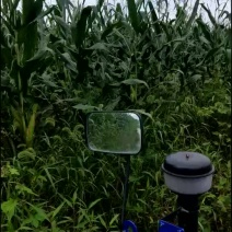 全株玉米奶牛场用