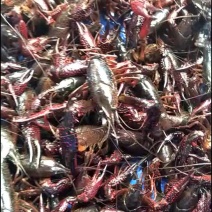 全年供应各种规格小龙虾，种虾，虾苗