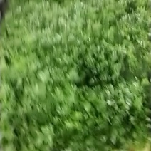 精品毛芹
