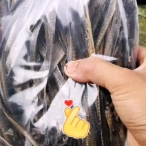 天然地龙