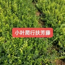 小叶爬行扶芳藤