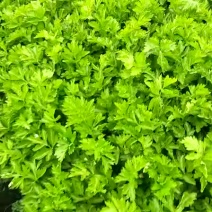 芹菜大量上市