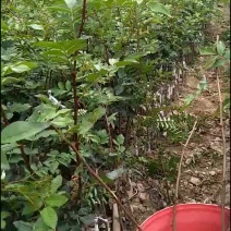 嫁接无刺花椒苗
