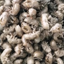 开封沙地蝉蜕