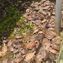 草龟每个2斤左右