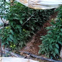 精品硬果番茄。
