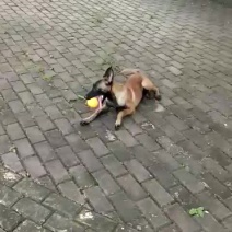 老血，马犬