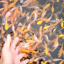 出售锦鲤，金草鱼