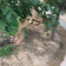 河北邯郸青皮核桃一手货源诚信合作量大从优欢迎来电