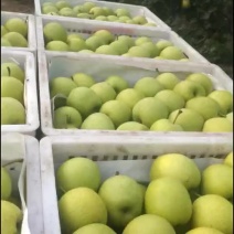 青皇冠👑