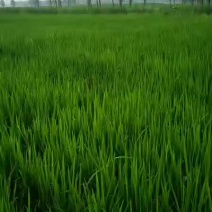 自家种植水稻
