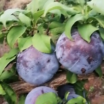 李王