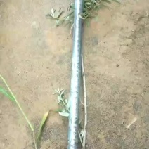 沙棘杯苗