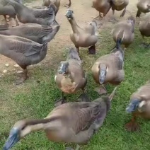 100天獅头鹅