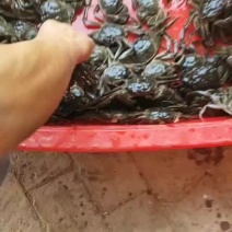 大闸蟹