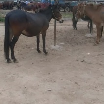 骡马牛驴