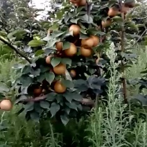 金秋梨
