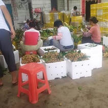 储良龙眼