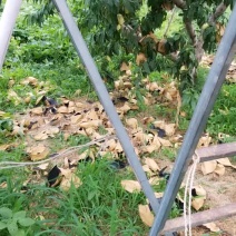 北京14号桃