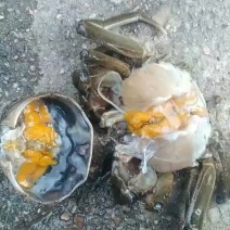 洪泽湖大闸蟹