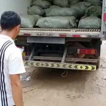 赤芍苗，知母苗