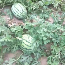 沙土地西瓜