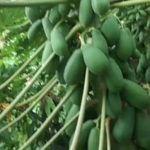 云南河口红心木瓜，场地直销，保质保量，可以根据你的规格下
