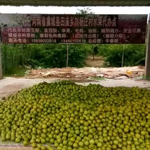 皇冠梨，一天走货，20万斤。