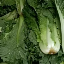 大量青菜上市价格从优