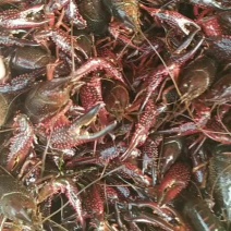 小龙虾