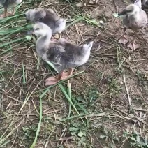 特大种狮头苗，有需要的联系。