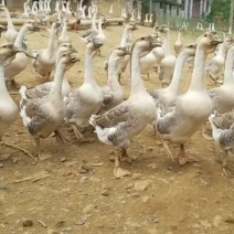 7个月老鹅