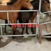 矮马养殖场