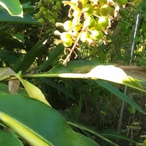 砂仁