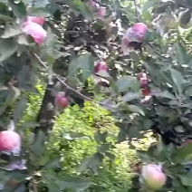 嘎啦苹果🍎