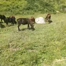 小马