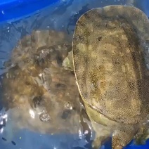 甲鱼