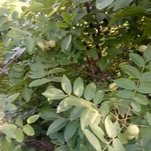 攀枝花老树核桃