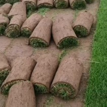 混播草，早熟禾，高羊茅，草坪草，四季青，万亩基地直供