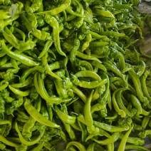 尖椒大量上市有需要的客商与我联系