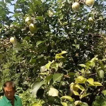 膜袋皇冠