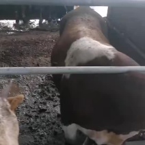 肉牛价格，育肥牛价格，怀孕母牛价格，子母对价格