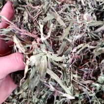 龙胆草野生龙胆草野生