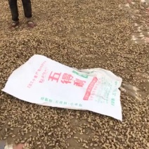 四粒红，小白沙花生干果