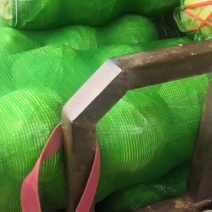 铁头圆白菜，品质优良，价格公正